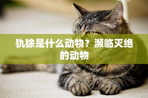 犰狳是什么動物？瀕臨滅絕的動物