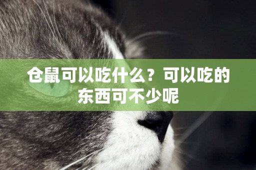 倉鼠可以吃什么？可以吃的東西可不少呢