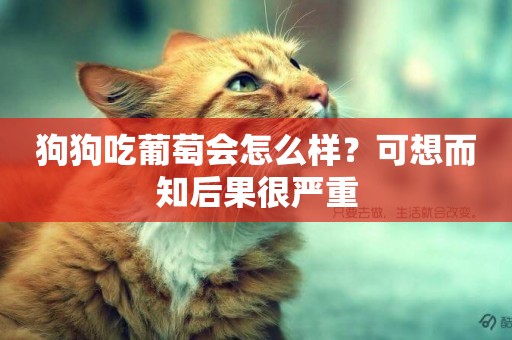 狗狗吃葡萄會怎么樣？可想而知后果很嚴重