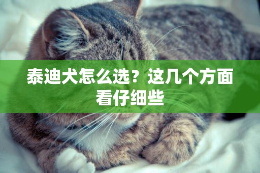 泰迪犬怎么選？這幾個方面看仔細些