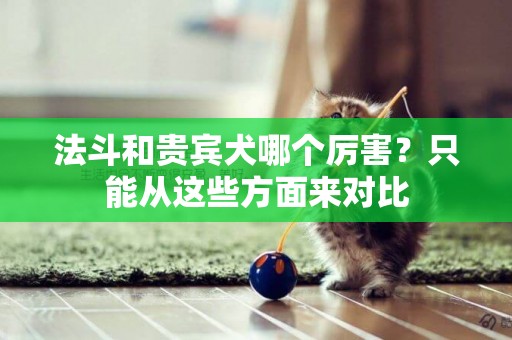 法斗和貴賓犬哪個厲害？只能從這些方面來對比