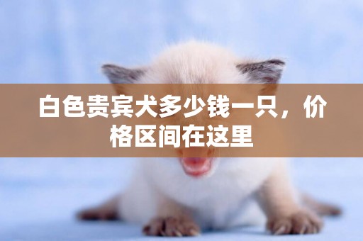 白色貴賓犬多少錢一只，價格區間在這里