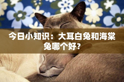 今日小知識：大耳白兔和海棠兔哪個好？