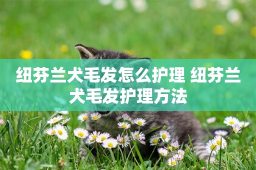 紐芬蘭犬毛發怎么護理 紐芬蘭犬毛發護理方法