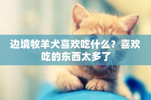 邊境牧羊犬喜歡吃什么？喜歡吃的東西太多了