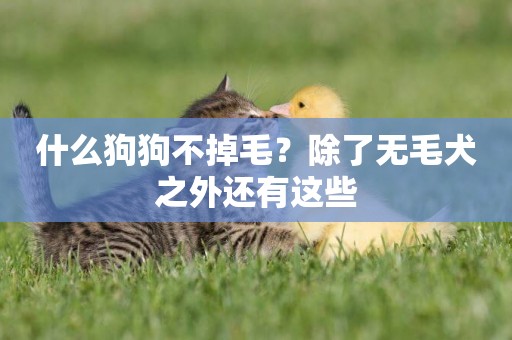 什么狗狗不掉毛？除了無毛犬之外還有這些