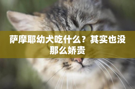 薩摩耶幼犬吃什么？其實也沒那么嬌貴