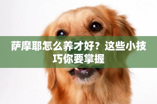 薩摩耶怎么養才好？這些小技巧你要掌握