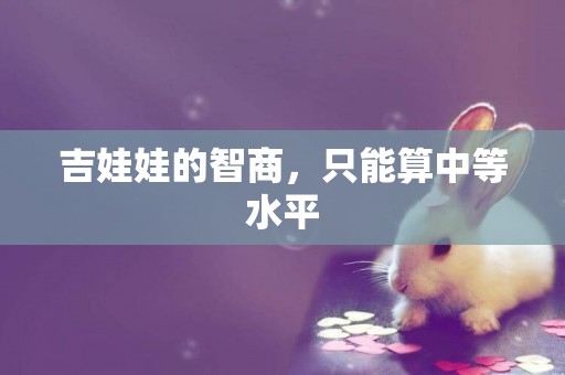 吉娃娃的智商，只能算中等水平