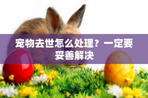 寵物去世怎么處理？一定要妥善解決