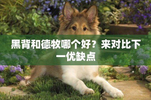黑背和德牧哪個好？來對比下一優缺點