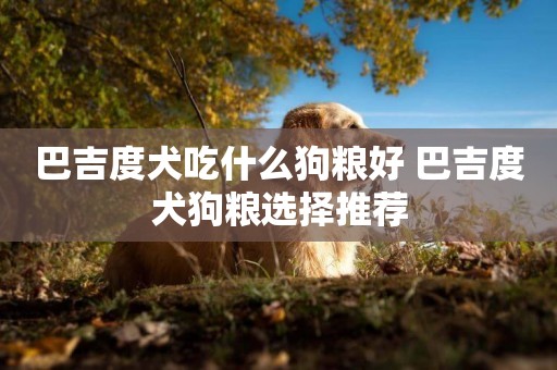 巴吉度犬吃什么狗糧好 巴吉度犬狗糧選擇推薦