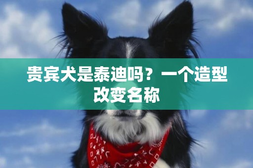 貴賓犬是泰迪嗎？一個造型改變名稱