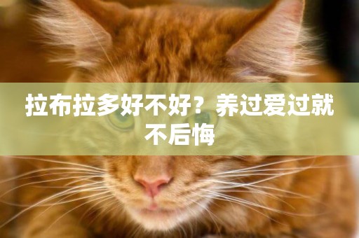 拉布拉多好不好？養過愛過就不后悔