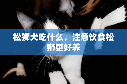 松獅犬吃什么，注意飲食松獅更好養