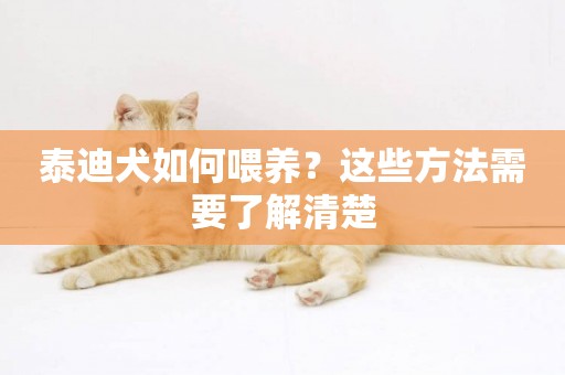 泰迪犬如何喂養？這些方法需要了解清楚