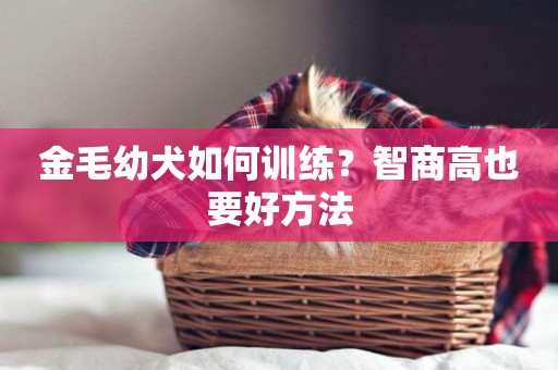 金毛幼犬如何訓練？智商高也要好方法