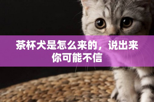 茶杯犬是怎么來的，說出來你可能不信