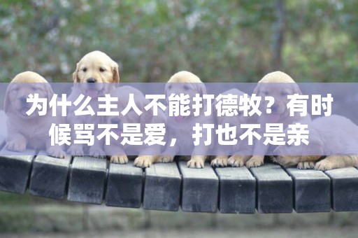 為什么主人不能打德牧？有時候罵不是愛，打也不是親