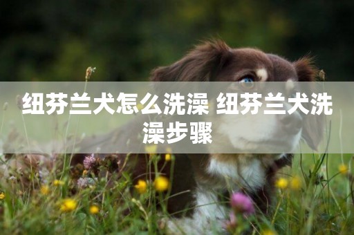 紐芬蘭犬怎么洗澡 紐芬蘭犬洗澡步驟