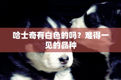 哈士奇有白色的嗎？難得一見的品種