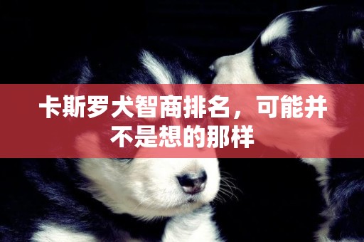 卡斯羅犬智商排名，可能并不是想的那樣