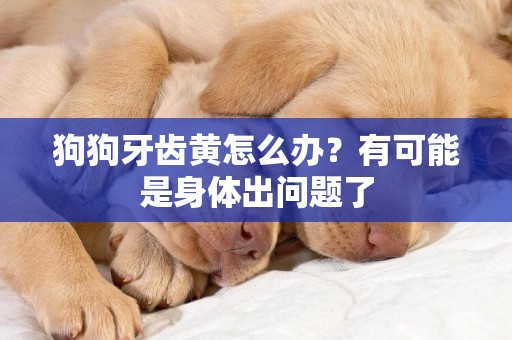 狗狗牙齒黃怎么辦？有可能是身體出問題了