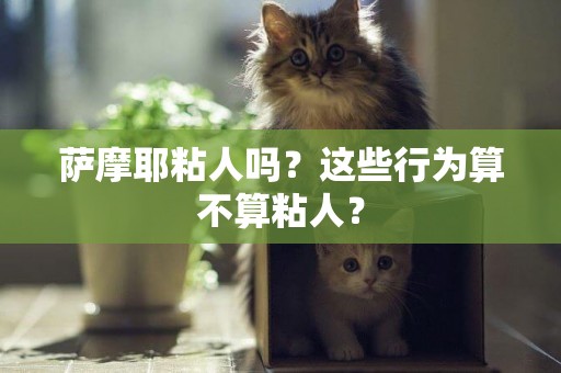 薩摩耶粘人嗎？這些行為算不算粘人？