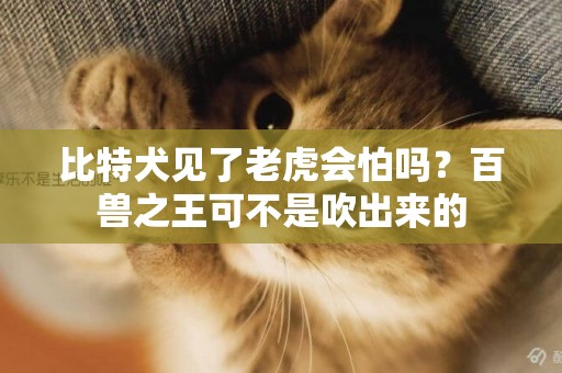 比特犬見了老虎會怕嗎？百獸之王可不是吹出來的