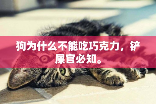 狗為什么不能吃巧克力，鏟屎官必知。