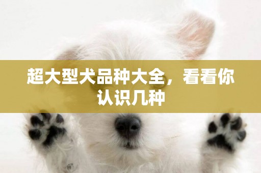 超大型犬品種大全，看看你認識幾種