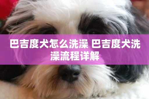 巴吉度犬怎么洗澡 巴吉度犬洗澡流程詳解