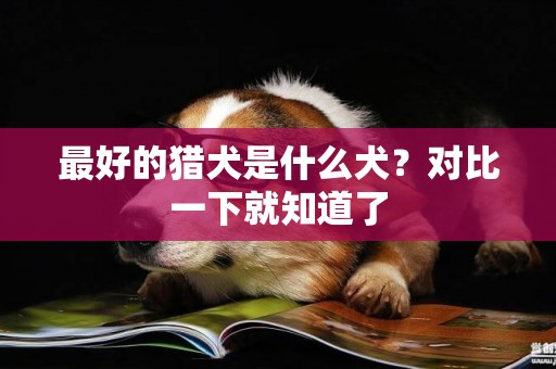 最好的獵犬是什么犬？對比一下就知道了