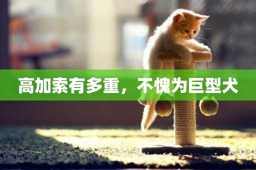 高加索有多重，不愧為巨型犬