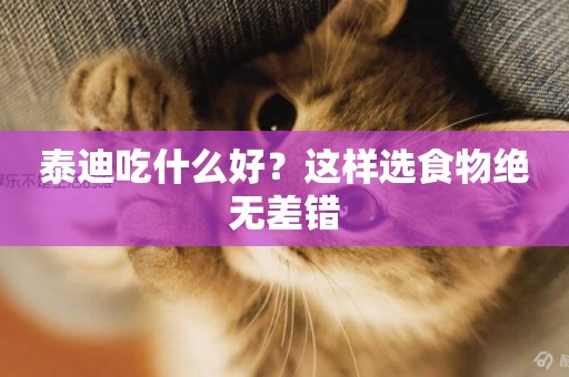 泰迪吃什么好？這樣選食物絕無差錯
