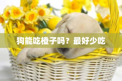 狗能吃橙子嗎？最好少吃