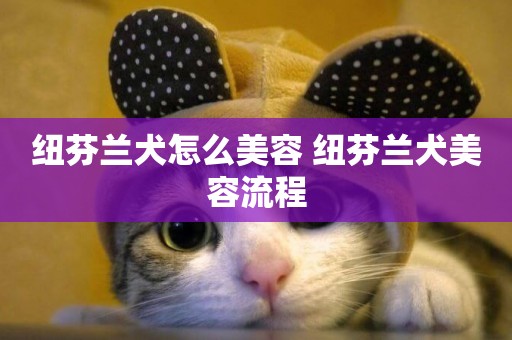 紐芬蘭犬怎么美容 紐芬蘭犬美容流程