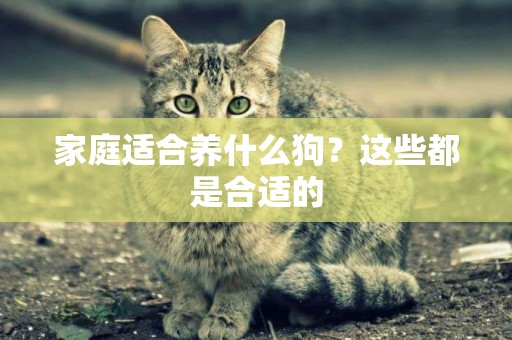 家庭適合養什么狗？這些都是合適的
