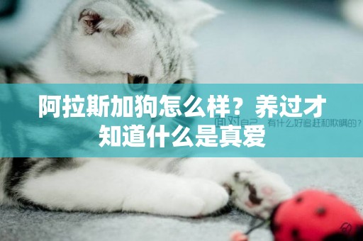 阿拉斯加狗怎么樣？養過才知道什么是真愛