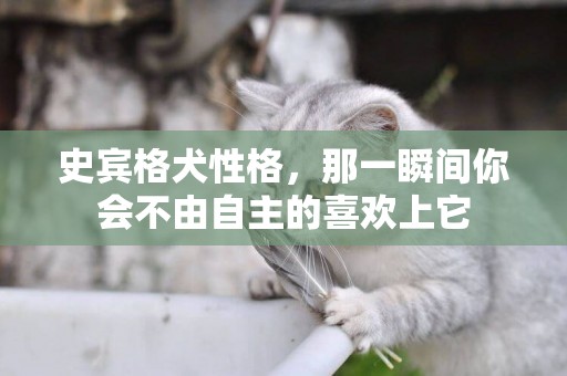 史賓格犬性格，那一瞬間你會不由自主的喜歡上它