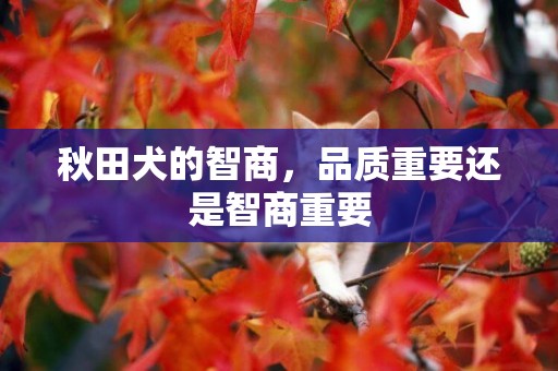 秋田犬的智商，品質重要還是智商重要