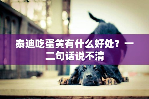 泰迪吃蛋黃有什么好處？一二句話說不清