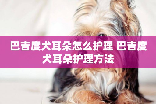 巴吉度犬耳朵怎么護理 巴吉度犬耳朵護理方法