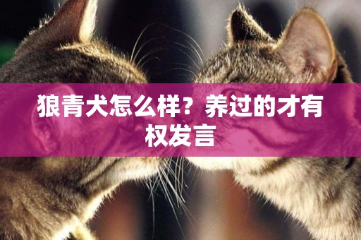 狼青犬怎么樣？養過的才有權發言