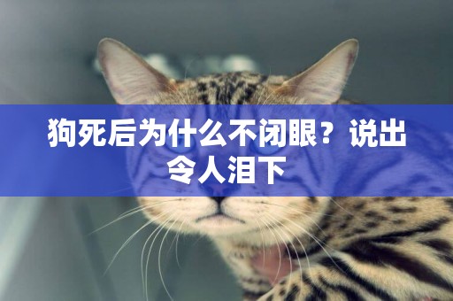 狗死后為什么不閉眼？說出令人淚下