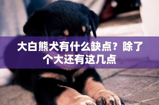 大白熊犬有什么缺點？除了個大還有這幾點