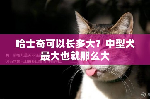 哈士奇可以長多大？中型犬最大也就那么大