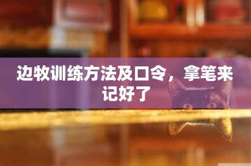 邊牧訓練方法及口令，拿筆來記好了