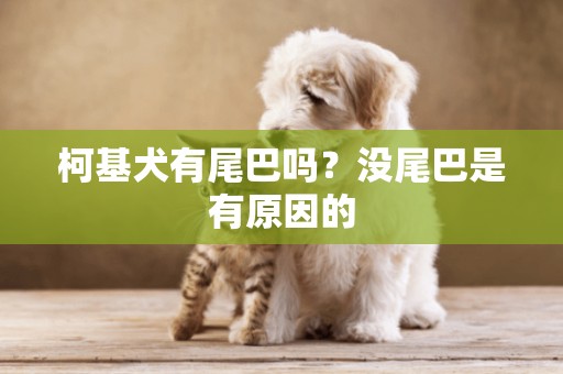 柯基犬有尾巴嗎？沒尾巴是有原因的