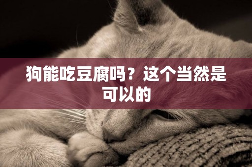 狗能吃豆腐嗎？這個當然是可以的